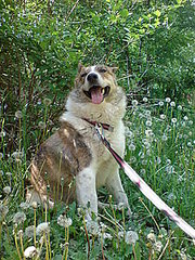 click for enlarge 225 X 300 35,1 Kb picture