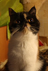 click for enlarge 1920 X 2817 275,2 Kb picture
