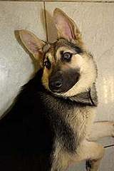 click for enlarge 200 X 300  7,6 Kb picture