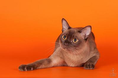 click for enlarge 600 X 400 28,4 Kb picture