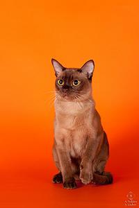 click for enlarge 600 X 900 44,1 Kb picture