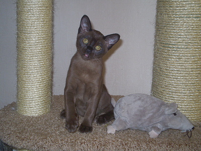 click for enlarge 640 X 480 168,7 Kb picture