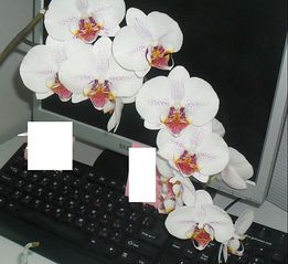 click for enlarge 521 X 478 59,3 Kb picture