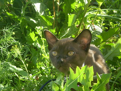 click for enlarge 640 X 480 164,4 Kb picture