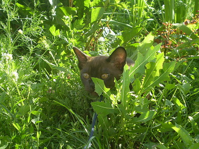 click for enlarge 640 X 480 167,7 Kb picture