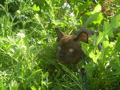click for enlarge 640 X 480 165,8 Kb picture