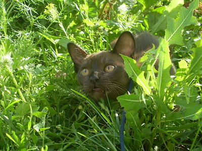 click for enlarge 640 X 480 165,5 Kb picture