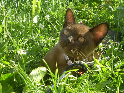 click for enlarge 640 X 480 166,8 Kb picture
