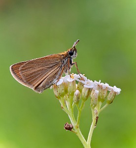 click for enlarge 800 X 869 106,1 Kb picture