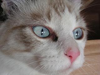 click for enlarge 1920 X 1440 245,7 Kb picture