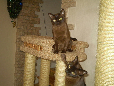click for enlarge 640 X 480 168,1 Kb picture