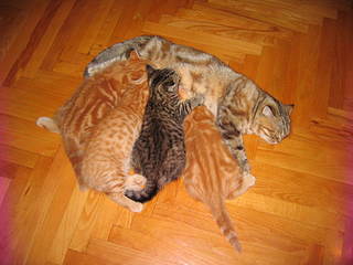 click for enlarge 1920 X 1440 271,2 Kb picture