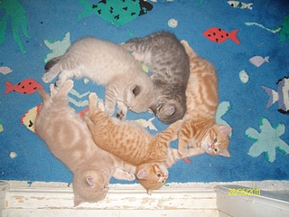 click for enlarge 1920 X 1440 237,2 Kb picture
