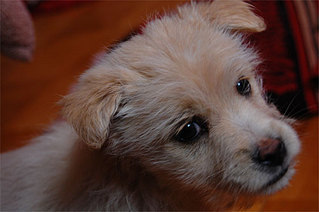 click for enlarge 500 X 332 26,9 Kb picture