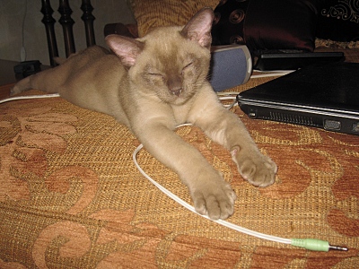click for enlarge 800 X 600 266,1 Kb picture