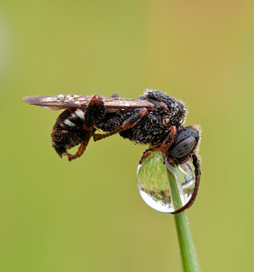 click for enlarge 800 X 858 125,9 Kb picture
