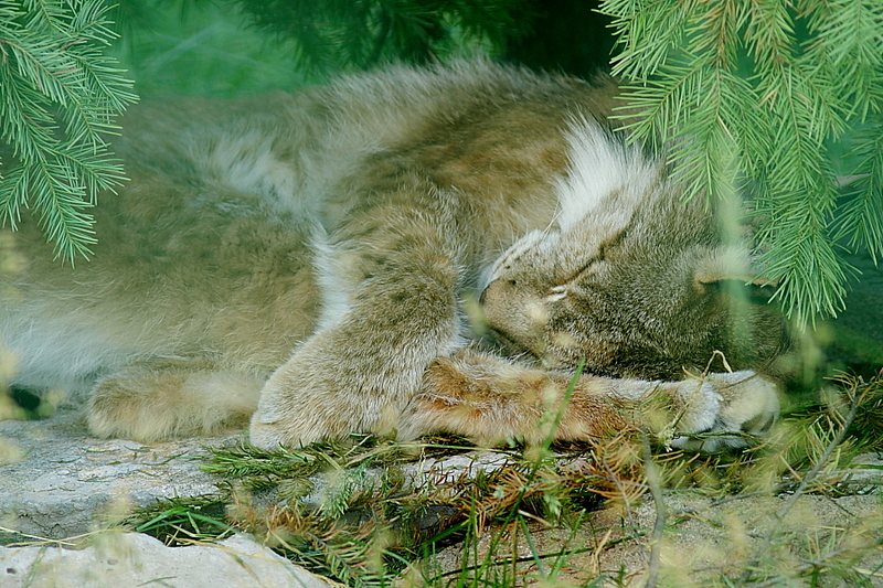 click for enlarge 900 X 600 670,9 Kb picture