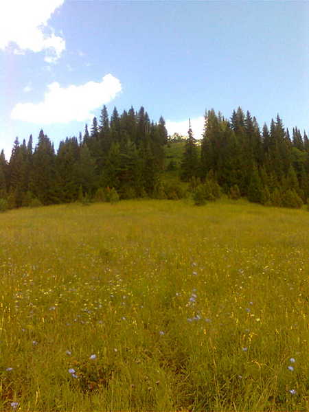 click for enlarge 960 X 1280 88,5 Kb picture