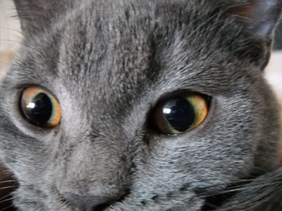 click for enlarge 1920 X 1440 775,7 Kb picture