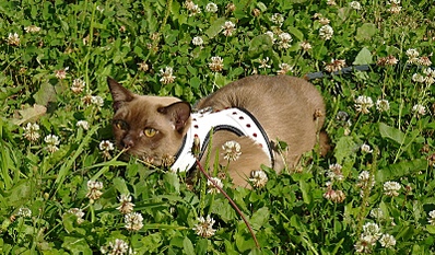 click for enlarge 800 X 467 331,3 Kb picture