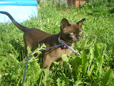 click for enlarge 640 X 480 168,9 Kb picture
