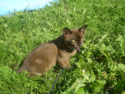 click for enlarge 640 X 480 170,1 Kb picture