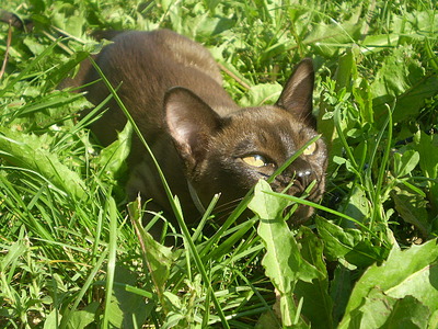 click for enlarge 640 X 480 164,8 Kb picture