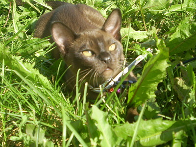 click for enlarge 640 X 480 165,9 Kb picture