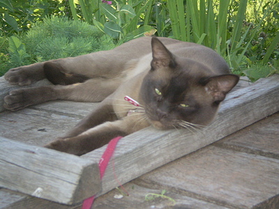 click for enlarge 640 X 480 160,9 Kb picture
