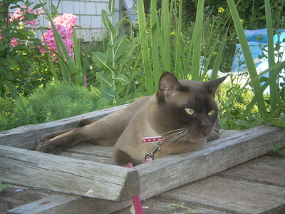 click for enlarge 640 X 480 165,2 Kb picture