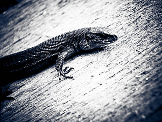 click for enlarge 1920 X 1440 937,8 Kb picture