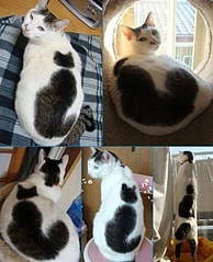 click for enlarge 490 X 604  88,6 Kb picture