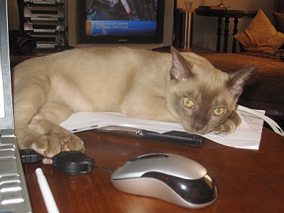 click for enlarge 800 X 600 172,1 Kb picture