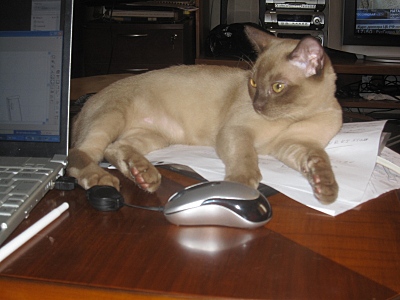 click for enlarge 800 X 600 158,1 Kb picture