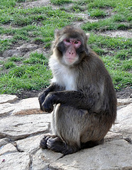 click for enlarge 621 X 800 184,6 Kb picture