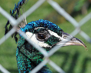 click for enlarge 800 X 644 134,1 Kb picture