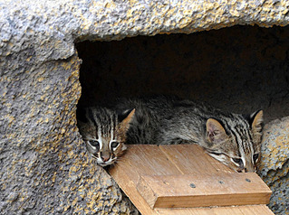 click for enlarge 800 X 596 158,7 Kb picture