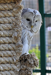 click for enlarge 546 X 800 148,6 Kb picture