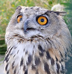 click for enlarge 771 X 800 184,4 Kb picture