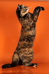 click for enlarge 682 X 1024 272,2 Kb picture