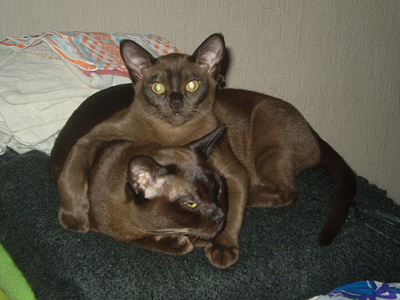 click for enlarge 640 X 480 163,6 Kb picture