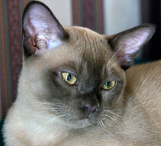 click for enlarge 800 X 729 114,4 Kb picture