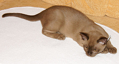 click for enlarge 800 X 434 63,7 Kb picture