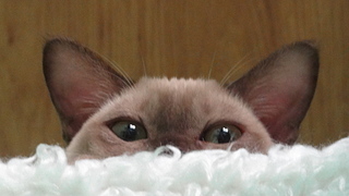 click for enlarge 1920 X 1080 816,6 Kb picture