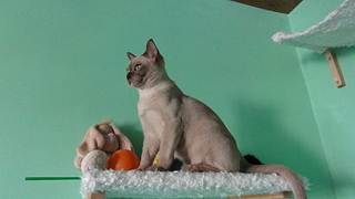 click for enlarge 1920 X 1080 795,6 Kb picture