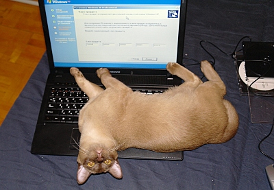 click for enlarge 800 X 554 242,1 Kb picture