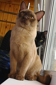 click for enlarge 531 X 800 260,2 Kb picture