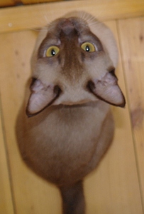 click for enlarge 542 X 800 183,0 Kb picture