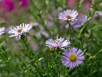 click for enlarge 1920 X 1440 576,1 Kb picture