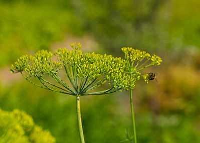 click for enlarge 1920 X 1370 461,3 Kb picture